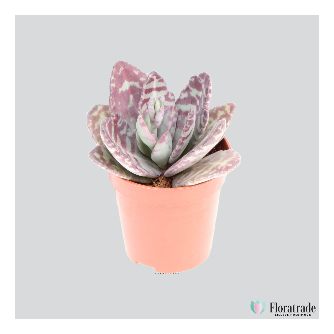 Kalanchoe other (1).png (455 KB)